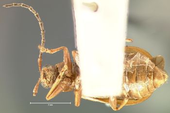 Media type: image; Entomology 18307   Aspect: habitus ventral view